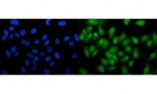 Immunofluorescent staining of FFPE human PC-3 cells with RTCA antibody (green) and DAPI nuclear stain (blue). HIER: steam section in pH6 citrate buffer for 20 min.