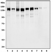 Western blot testing of human 1) HeLa, 2) A431, 3) K562, 4) Caco-2, 5) U-2 OS, 6) HepG2, 7) PC-3, 8) rat brain and 9) mouse brain tissue lysate with TBP associated factor 4 antibody. Predicted molecular weight: 110-135 kDa.
