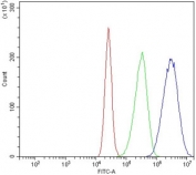 Flow cytometry testing of human Caco-2 cells with TBX4 antibody at 1ug/million cells (blocked with goat sera); Red=cells alone, Green=isotype control, Blue= TBX4 antibody.