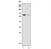 Western blot testing of human 1) placenta and 2) Caco-2 cell lysate with TBX4 antibody. Predicted molecular weight ~60 kDa.