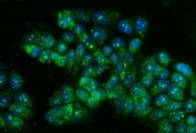 Immunofluorescent staining of FFPE human MCF7 cells with TBX4 antibody (green) and DAPI nuclear stain (blue). HIER: steam section in pH6 citrate buffer for 20 min.