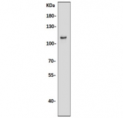 Western blot testing of human Raji cell lysate with TICAM1 antibody. Predicted molecular weight: 76 kDa but routinely observed at 70-150 kDa.