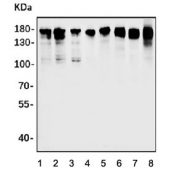 Western blot testing of 1) human HEK293, 2) monkey COS-7, 3) human HeLa, 4) human MCF7, 5) human HepG2, 6) rat brain, 7) mouse brain and 8) mouse HEPA1-6 cell lysate with ZO2 antibody. Expected molecular weight: 131-160 kDa.