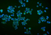 Immunofluorescent staining of FFPE mouse HEPA1-6 cells with Trim16 antibody (green) and DAPI nuclear stain (blue). HIER: steam section in pH6 citrate buffer for 20 min.