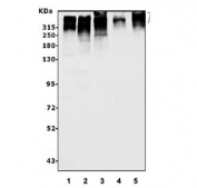 Western blot testing of human 1) HeLa, 2) SW620, 3) Caco-2, 4) ThP-1 and 5) mouse lung tissue lysate with Utrophin antibody. Predicted molecular weight ~394 kDa.