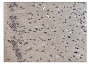 IHC staining of FFPE mouse brain tissue with VAMP4 antibody. HIER: boil tissue sections in pH8 EDTA for 20 min and allow to cool before testing.