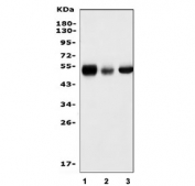 Western blot testing of 1) monkey liver, 2) rat liver and 3) mouse liver tissue lysate with SHMT antibody. Predicted molecular weight ~53 kDa.