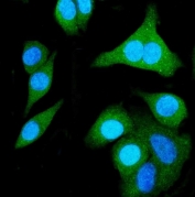 Immunofluorescent staining of FFPE human A549 cells with SHMT antibody (green) and DAPI nuclear stain (blue). HIER: steam section in pH6 citrate buffer for 20 min.