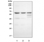 Western blot testing of human 1) HeLa, 2) Caco-2 and 3) A431 cell lysate with cGAS antibody. Predicted molecular weight ~59 kDa.