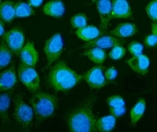 Immunofluorescent staining of FFPE human Caco-2 cells with cGAS antibody (green) and DAPI nuclear stain (blue). HIER: steam section in pH6 citrate buffer for 20 min.