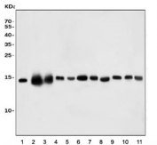 Western blot testing of 1) human HEK293, 2) monkey heart, 3) monkey liver, 4) human HepG2, 5) human A549, 6) rat heart, 7) rat liver, 8) rat skeletal muscle, 9) mouse heart, 10) mouse liver and 11) mouse skeletal muscle tissue lysate with CHCHD10 antibody. Predicted molecular weight ~14 kDa.