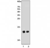 Western blot testing of 1) rat heart and 2) mouse heart tissue lysate with Cox6a2 antibody. Predicted molecular weight ~11 kDa.