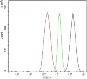 Flow cytometry testing of human HepG2 cells with Lanosterol 14-alpha demethylase antibody at 1ug/million cells (blocked with goat sera); Red=cells alone, Green=isotype control, Blue= Lanosterol 14-alpha demethylase antibody.