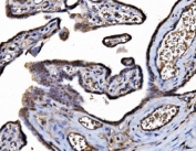 IHC staining of FFPE human placental tissue with DYNLL1 antibody. HIER: boil tissue sections in pH8 EDTA for 20 min and allow to cool before testing.