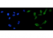 Immunofluorescent staining of FFPE human PC-3 cells with FOXA2 antibody (green) and DAPI nuclear stain (blue). HIER: steam section in pH6 citrate buffer for 20 min.
