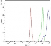 Flow cytometry testing of human PC-3 cells with FOXA2 antibody at 1ug/million cells (blocked with goat sera); Red=cells alone, Green=isotype control, Blue= FOXA2 antibody.