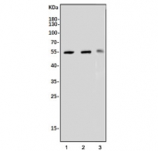 Western blot testing of 1) human SW579, 2) human SK-O-V3 and 3) rat PC-12 cell lysate with HFH-4 antibody. Predicted molecular weight ~55 kDa.