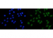 Immunofluorescent staining of FFPE human Caco-2 cells with HFH-4 antibody (green) and DAPI nuclear stain (blue). HIER: steam section in pH6 citrate buffer for 20 min.
