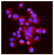 Immunofluorescent staining of FFPE human T-47D cells with Glutamate-oxaloacetate transaminase 2 antibody (red) and DAPI nuclear stain (blue). HIER: steam section in pH6 citrate buffer for 20 min.