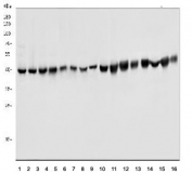 Western blot testing of human 1) HeLa, 2) PC-3, 3) Raji, 4) Jurkat, 5) A549, 6) HepG2, 7) Caco-2, 8) U937, 9) rat brain, 10) rat liver, 11) rat kidney, 12) rat ovary, 13) mouse brain, 14) mouse liver, 15) mouse kidney and 16) mouse ovary tissue lysate with Glutamate-oxaloacetate transaminase 2 antibody. Predicted molecular weight ~47 kDa.