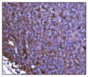 IHC staining of FFPE mouse lymph node tissue with Glutamate-oxaloacetate transaminase 2 antibody. HIER: boil tissue sections in pH8 EDTA for 20 min and allow to cool before testing.