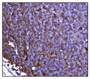 IHC staining of FFPE mouse lymph node tissue with Glutamate-oxaloacetate transaminase 2 antibody. HIER: boil tissue sections in pH8 EDTA for 20 min and allow to cool before testing.