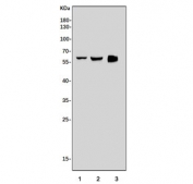 Western blot testing of 1) rat kidney, 2) rat liver and 3) mouse NIH 3T3 cell lysate with Milk fat globule 1 antibody. Expected molecular weight: 30-66 kDa depending glycosylation level.
