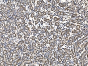 IHC staining of FFPE mouse kidney tissue with Milk fat globule 1 antibody. HIER: boil tissue sections in pH8 EDTA for 20 min and allow to cool before testing.