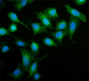 Immunofluorescent staining of FFPE human U-2 OS cells with MIEF1 antibody (green) and DAPI nuclear stain (blue). HIER: steam section in pH6 citrate buffer for 20 min.