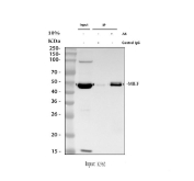 Immunoprecipitation and western blot analysis of MIEF1 expression. Human K562 whole cell lysates were used for immunoprecipitation with anti-MIEF1 antibody. Lane 1 shows input K562 whole cell lysate (30 ug). Lane 2 shows immunoprecipitation performed using rabbit control IgG instead of the primary antibody, serving as a negative control. Lane 3 shows immunoprecipitation using anti-MIEF1 antibody (2 ug) incubated with K562 whole cell lysate (500 ug). Immunoprecipitated proteins were resolved by SDS-PAGE, transferred to membrane, and detected using anti-MIEF1 antibody followed by an HRP-conjugated goat anti-rabbit IgG light chain secondary antibody. A specific band corresponding to MIEF1 is detected at the predicted molecular weight of approximately 51 kDa, consistent with mitochondrial elongation factor 1.