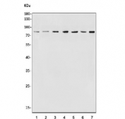 Western blot testing of human 1) T-47D, 2) A431, 3) PC-3, 4) U-87 MG, 5) A549, 6) rat stomach and 7) mouse stomach tissue lysate with Myb-related protein A antibody. Predicted molecular weight ~86 kDa.