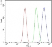 Flow cytometry testing of human U-87 MG cells with Myb-related protein A antibody at 1ug/million cells (blocked with goat sera); Red=cells alone, Green=isotype control, Blue= Myb-related protein A antibody.