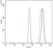 Flow cytometry testing of human A431 cells with PFKFB2 antibody at 1ug/million cells (blocked with goat sera); Red=cells alone, Green=isotype control, Blue= PFKFB2 antibody.