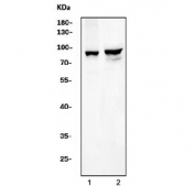 Western blot testing of mouse 1) lung and 2) RAW264.7 cell lysate with RNase L antibody. Predicted molecular weight ~83 kDa.