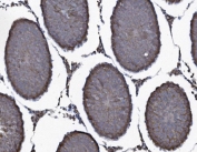 IHC staining of FFPE rat testis tissue with SEC14L3 antibody. HIER: boil tissue sections in pH8 EDTA for 20 min and allow to cool before testing.