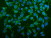 Immunofluorescent staining of FFPE human HeLa cells with SEC14L3 antibody (green) and DAPI nuclear stain (blue). HIER: steam section in pH6 citrate buffer for 20 min.
