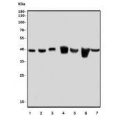 Western blot testing of 1) human HEK293, 2) human U-87 MG, 3) human PC-3, 4) rat lung, 5) rat liver, 6) mouse lung and 7) mouse liver tissue lysate with SEC14L3 antibody. Predicted molecular weight: 37-46 kDa (multiple isoforms).