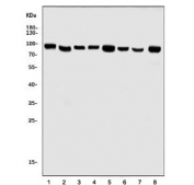 Western blot testing of human 1) HepG2, 2) HEK293, 3) A549, 4) PC-3, 5) rat liver, 6) rat stomach, 7) rat lung and 8) mouse liver tissue lysate with SEC23A antibody. Predicted molecular weight ~86 kDa.