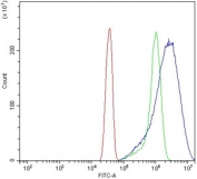 Flow cytometry testing of human HeLa cells with SEC23A antibody at 1ug/million cells (blocked with goat sera); Red=cells alone, Green=isotype control, Blue= SEC23A antibody.