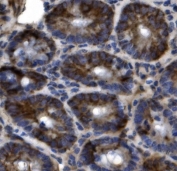 IHC staining of FFPE mouse intestine tissue with Slc44a2 antibody. HIER: boil tissue sections in pH8 EDTA for 20 min and allow to cool before testing.