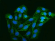 Immunofluorescent staining of FFPE human U-2 OS cells with Astrin antibody (green) and DAPI nuclear stain (blue). HIER: steam section in pH6 citrate buffer for 20 min.