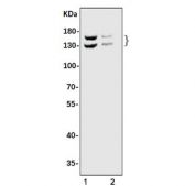 Western blot testing of human 1) A549 and 2) HepG2 cell lysate with Astrin antibody. Predicted molecular weight ~134 kDa, may be observed as a doublet.