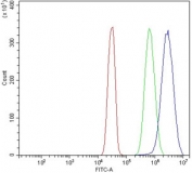 Flow cytometry testing of human SiHa cells with STIL antibody at 1ug/million cells (blocked with goat sera); Red=cells alone, Green=isotype control, Blue= STIL antibody.