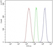 Flow cytometry testing of human HepG2 cells with TAGLN antibody at 1ug/million cells (blocked with goat sera); Red=cells alone, Green=isotype control, Blue= TAGLN antibody.
