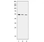 Western blot testing of human 1) HeLa, 2) A431 and 3) PC-3 cell lysate with TEF-1 antibody. Predicted molecular weight ~48 kDa.