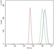 Flow cytometry testing of human A431 cells with XRN2 antibody at 1ug/million cells (blocked with goat sera); Red=cells alone, Green=isotype control, Blue= XRN2 antibody.