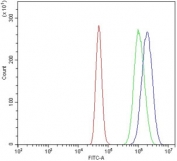 Flow cytometry testing of human A431 cells with XRN2 antibody at 1ug/million cells (blocked with goat sera); Red=cells alone, Green=isotype control, Blue= XRN2 antibody.