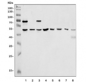 Western blot testing of 1) human HEK293, 2) human ThP-1, 3) human A549, 4) human HepG2, 5) rat brain, 6) rat C6, 7) rat PC-12 and 8) mouse brain tissue lysate with ZIC2 antibody. Predicted molecular weight ~55 kDa.