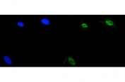 Immunofluorescent staining of FFPE human A549 cells with ZIC2 antibody (green) and DAPI nuclear stain (blue). HIER: steam section in pH6 citrate buffer for 20 min.