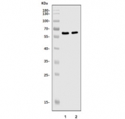 Western blot testing of 1) rat brain and 2) mouse brain tissue lysate with ZIC3 antibody. Predicted molecular weight ~51 kDa.